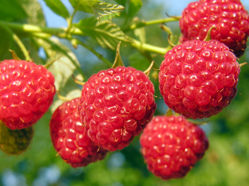 Raspberry Ketone — natural metabolic support ingredient